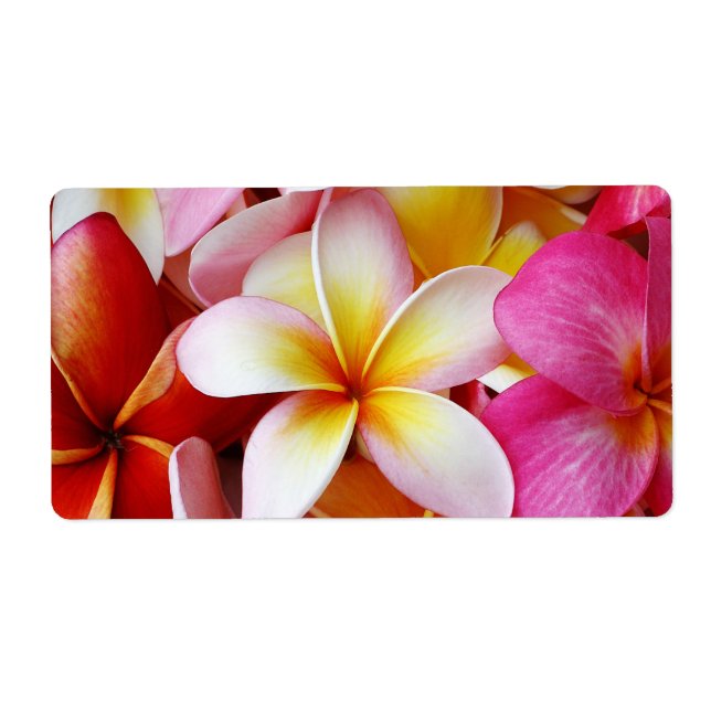 Etiqueta Flor de Plumeria Misturada, Amarela Cor-de-rosa (Frente)