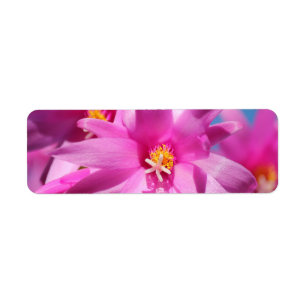 Etiqueta Flor do Cactus Schlumbergera, cor-de-rosa