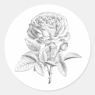 Etiqueta floral preto e branco do rosa do vintage