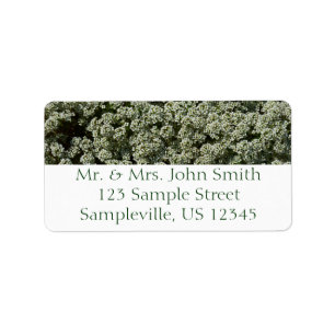 Etiqueta Flores de Alyssum Doce Floral Branco