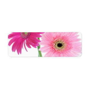 Etiqueta Flores de Piink da margarida do Gerbera