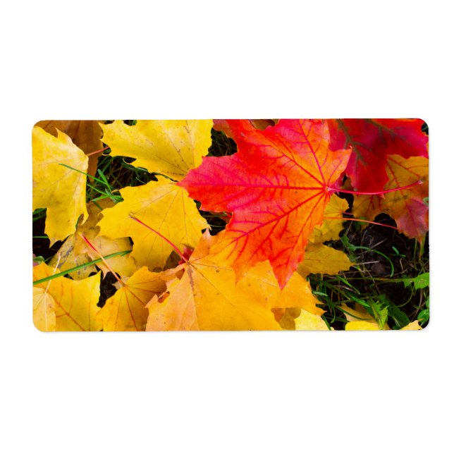 Etiqueta Folhas de carapaça caídas num chão (Frente)