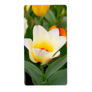 Etiqueta Foto em Close-Up de Tulipa de Primavera