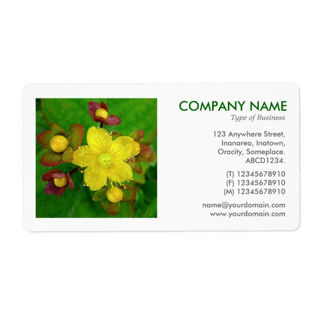 Etiqueta Foto Quadrada - Hypericum perforatum (Frente)