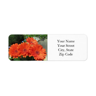 Etiqueta Fotografia bonito de margarida floral laranja