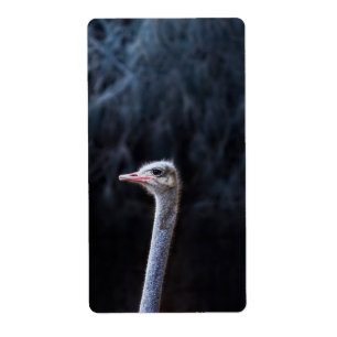 Etiqueta Fotografia de Avestruz