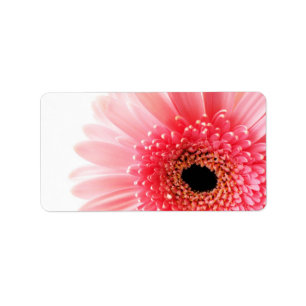 Etiqueta Fotografia de Gerbera Daisy Rosa Fresca