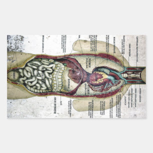 Etiqueta francesa da anatomia do vintage