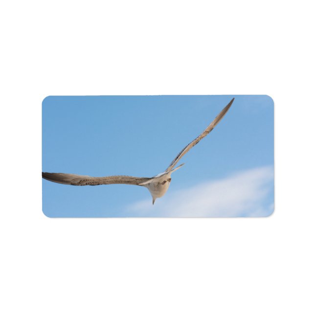 Etiqueta Gaivota (Frente)