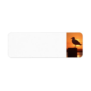 Etiqueta Gaivota marítima ao pôr do sol