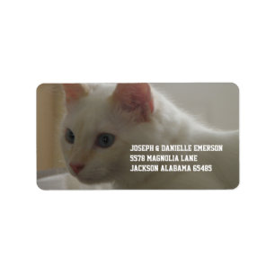 Etiqueta Gatinho branco precioso