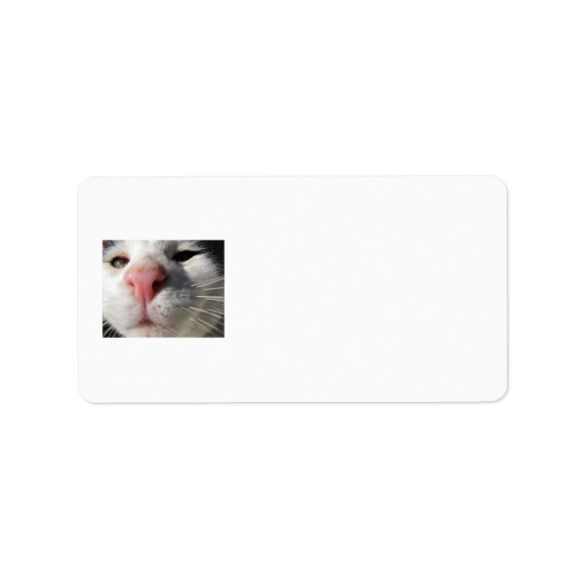 Etiqueta Gatinho curioso (Frente)
