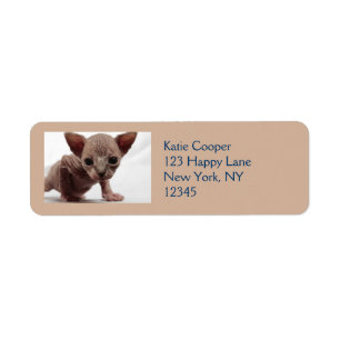 Etiqueta Gatinho Furless bonito Freaky de Sphynx