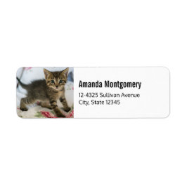 Etiqueta Gatinho Gatinho Gelado, Surpreso