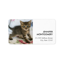 Etiqueta Gatinho Gatinho Gelado, Surpreso