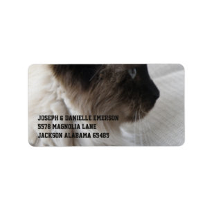 Etiqueta Gatinho Siamese bonito