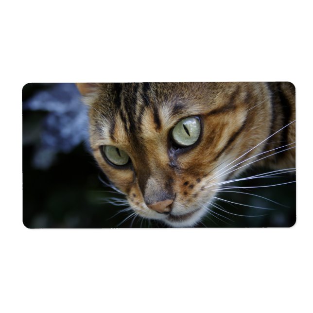 Etiqueta Gato Bengala (Frente)