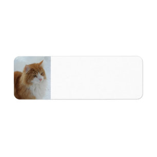 Etiqueta Gato_da_Floresta_Norueguesa