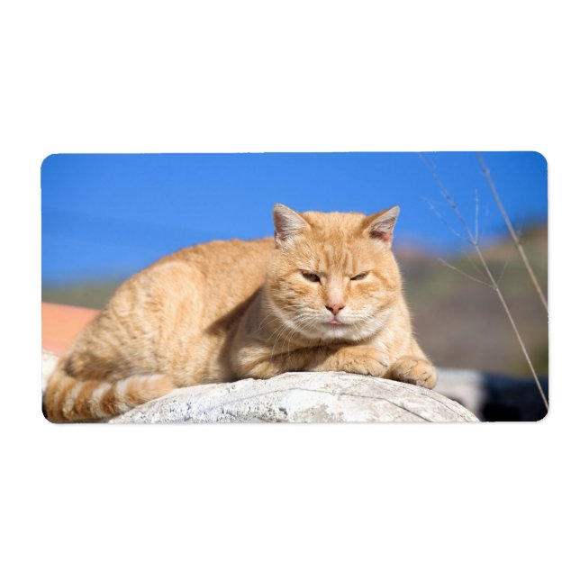 Etiqueta Gato preguiçoso (Frente)