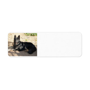 Etiqueta german shepherd preto laying.png
