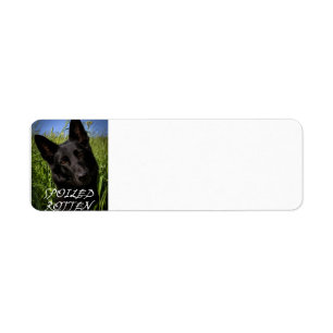Etiqueta german shepherd preto podre estragado