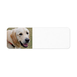 Etiqueta Golden retriever branco