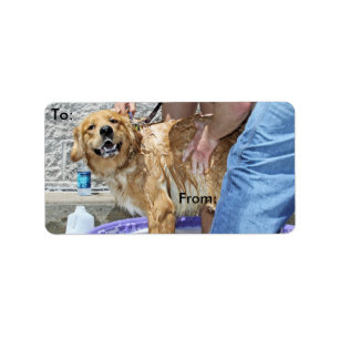Etiqueta Golden retriever - de que o ponto!