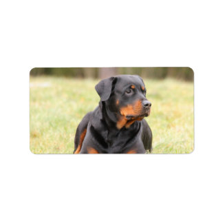 Etiqueta Grande Rottweiler