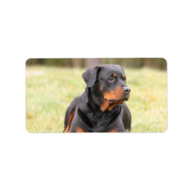 Etiqueta Grande Rottweiler (Frente)
