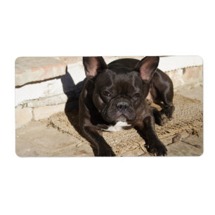 Etiqueta Grouchy French Bulddog