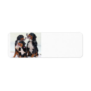 Etiqueta grupo do cão de montanha bernese