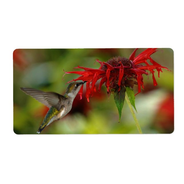 Etiqueta Hummingbird Archilochus Colubris, Ameaça de Rubi (Frente)