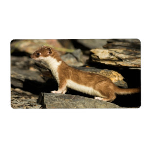 Etiqueta Hunting Weasel