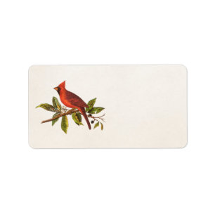 Etiqueta Ilustração cardinal do pássaro da canção do