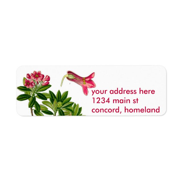 Etiqueta Ilustração rododendron rosa (Frente)