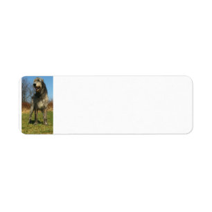 Etiqueta irlandês-wolfhound-cheio