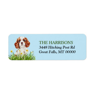 Etiqueta Jardim Cavalier King Charles Spaniel Daffodil