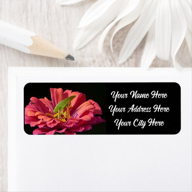 Etiqueta Katydid na Zinnia (Insitu)