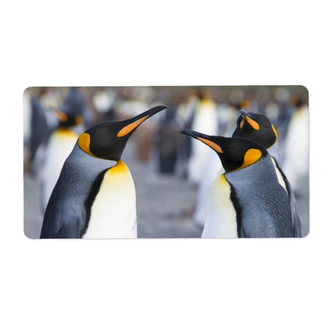 Etiqueta King Penguins (Frente)