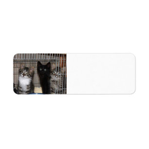 Etiqueta Kitten Adote e Love Return Address Labs