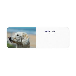 Etiqueta Labradoodle