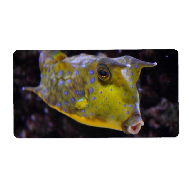 Etiqueta Lactoria cornuta (Frente)