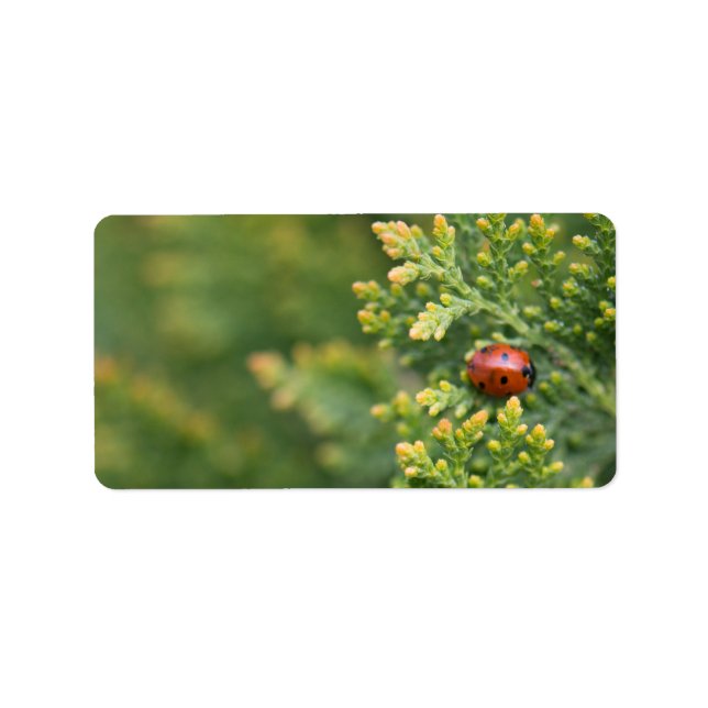 Etiqueta Ladybug (Frente)