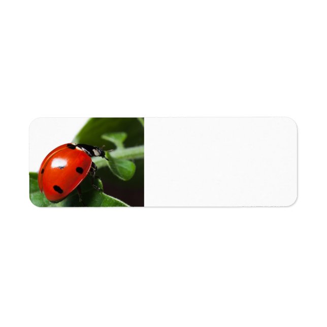 Etiqueta Ladybug (Frente)