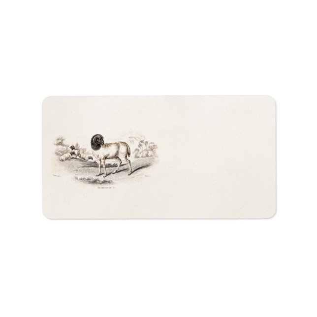 Etiqueta Lâmpada de Ilustração Antiga de Ovelhas Persas Vin (Frente)