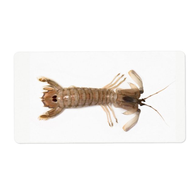 Etiqueta Langoustine (Frente)