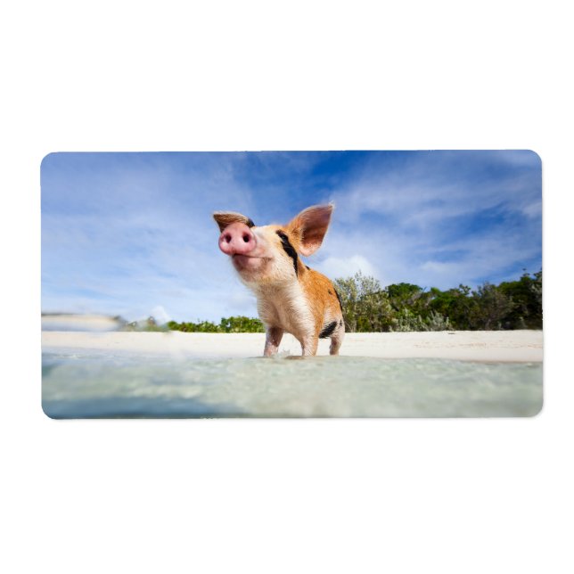 Etiqueta Leitão (Frente)