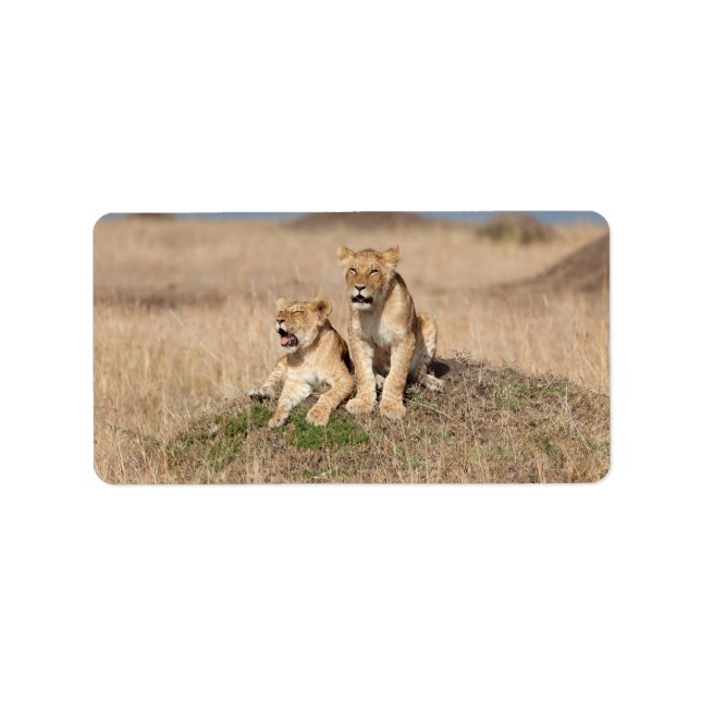 Etiqueta Leões jovens (Frente)