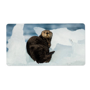 Etiqueta Lontra do mar em repouso