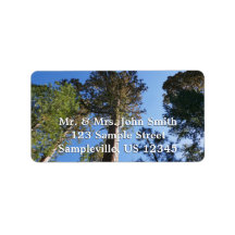 Looking Up at Mariposa Grove